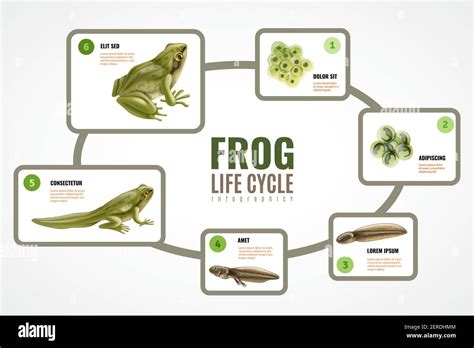 Tadpole To Frog Process