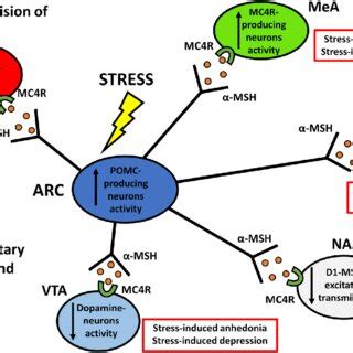 Schematic illustration representing the neuronal circuitries implicated ...