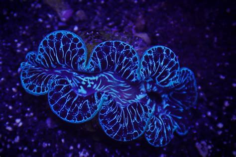 Bizarre, Beautiful Ocean Creatures - Octopian