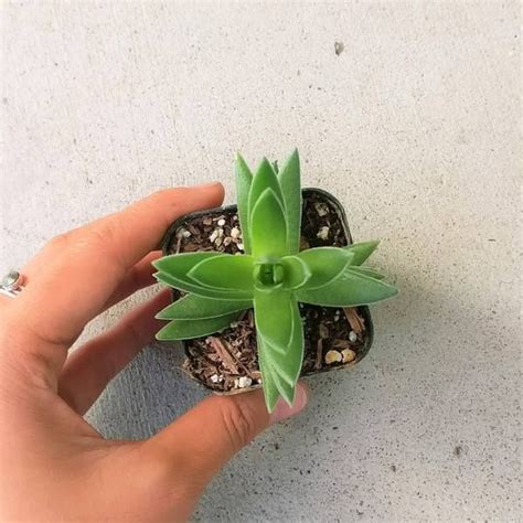 Crassula Red Pagoda Shark Tooth A Beautiful And Easy Care Succulent Succulents Succulents