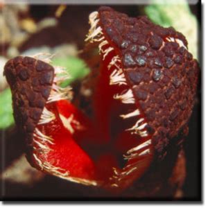 Hydnora Africana – KSPRI