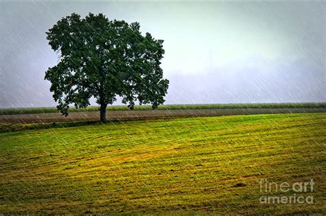 Early Morning Rain Photograph by Julie Palyswiat - Fine Art America