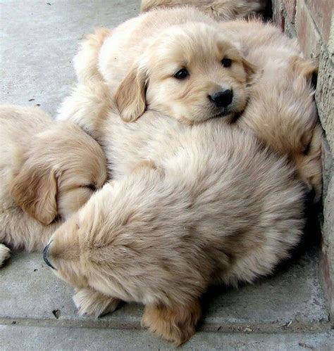 Cute Fluffy Golden Retriever Puppies - FERQAO