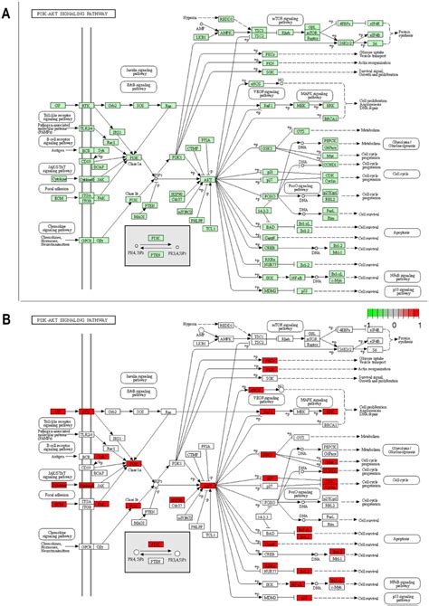 A The Kegg Analysis Of The Pi3k Akt Cancer Signaling Pathway Hsa04151 Download Scientific