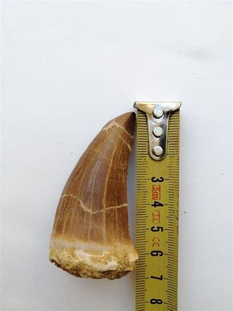 Amazing Quality Mosasaur Tooth Hainosaurus boubker by BrennanThePaleoDude on DeviantArt