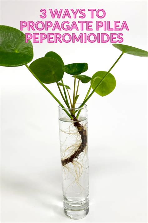 Pilea Peperomioides Propagation: 3 EASY, Fun Options to Try!