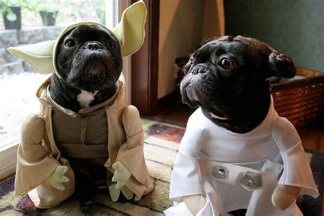 Star Wars Dog Names - (100 Perfect Ideas for Jedi Dogs)