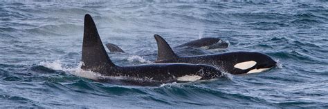 Iceland Orca Whale Watching On Snaefellsnes Killer Whales West Iceland