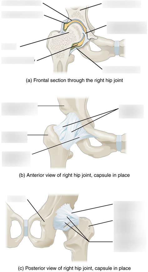 Hip Joint Diagram Quizlet