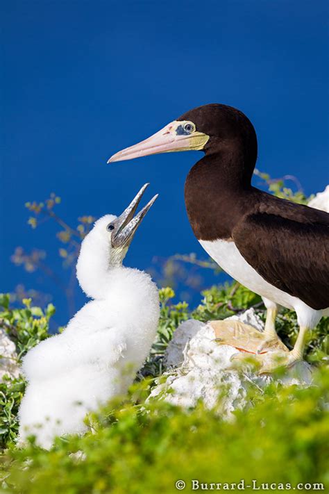 Wildlife of the Cayman Islands - Will Burrard-Lucas Blog