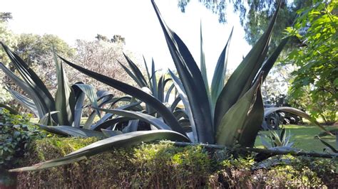 Oaxaca Mezcal Adventure Getyourguide