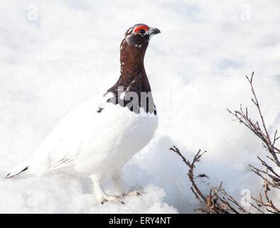 Male Willow Ptarmigan in winter plumage in flight over snow covered willows with red crest ...