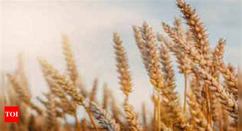 Msp Wheat MSP Fixed At Rs 2 125 Per Quintal In UP Lucknow News