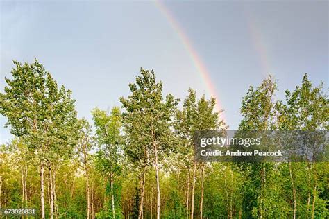 Alaska Birch Trees Photos and Premium High Res Pictures - Getty Images