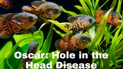 Oscar Fish Hole In The Head Disease Causes And Treatment Common