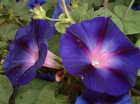 15 Stunning Types of Moonflowers to Explore - Mothers Always Right