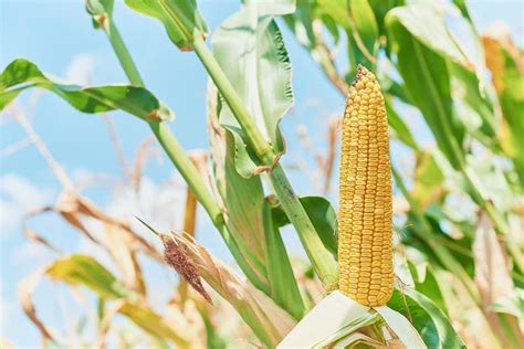 Growing Corn Beginner S Guide To Planting Corn Successfully Growing