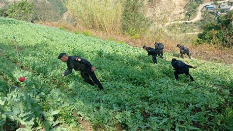 Erradican Miles De Plantas De Marihuana Y Amapola En San Marcos La