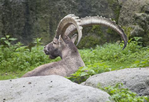 Alpine Ibex Horns | ClipPix ETC: Educational Photos for Students and ...