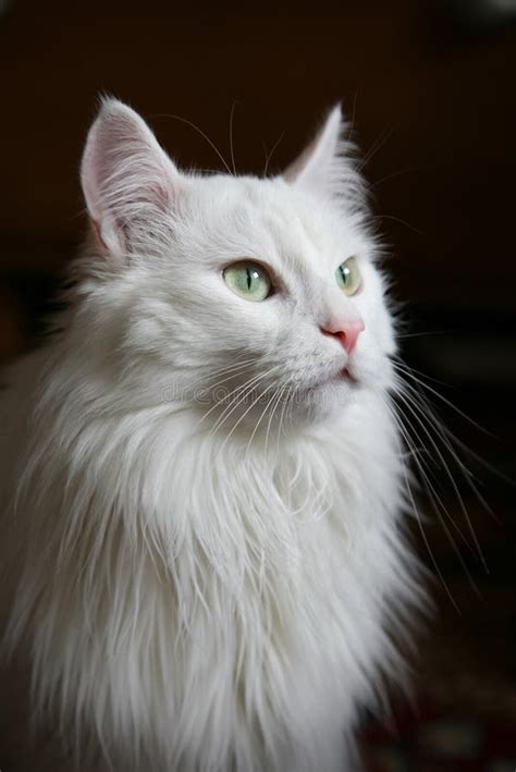 White angora cat stock photo. Image of angora, mustache - 14204000