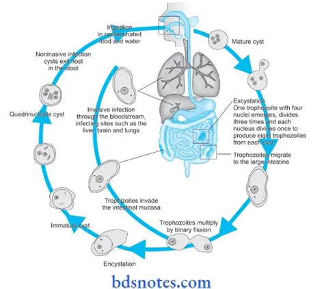 Parasitology And Entamoeba Histolytica Question And Answers Bds Notes