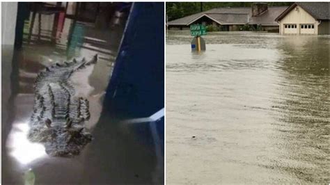 A Crocodile Inside A Flooded Florida Home Photo Fact Crescendo Sri