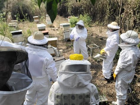 Medidas sanitarias para prevenir el ingreso del pequeño escarabajo de