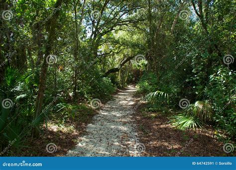 Subtropical Forest Royalty-Free Stock Image | CartoonDealer.com #43395100