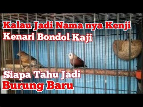 Proses Penjodohan Burung Emprit Sama Kenari Youtube