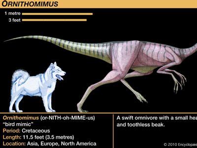 Ornithomimus | Ostrich-Mimic, Ornithomimid & Cretaceous | Britannica