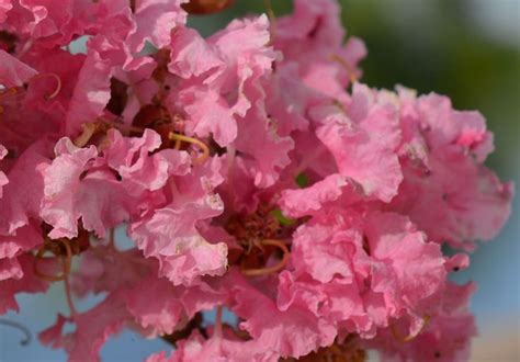 Proper Pruning of Crepe Myrtles | Crepe myrtle, Petunia flower, Myrtle tree