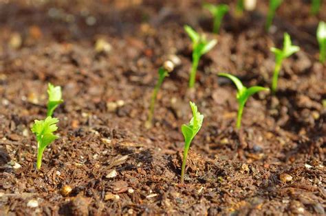 Growing Coriander In Backyard At Home | Gardening Tips