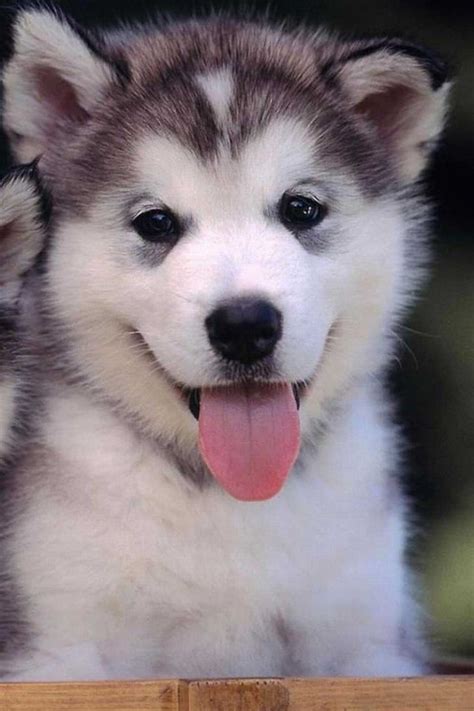 30 Cute Smiling Dogs Cute Overload Babamail