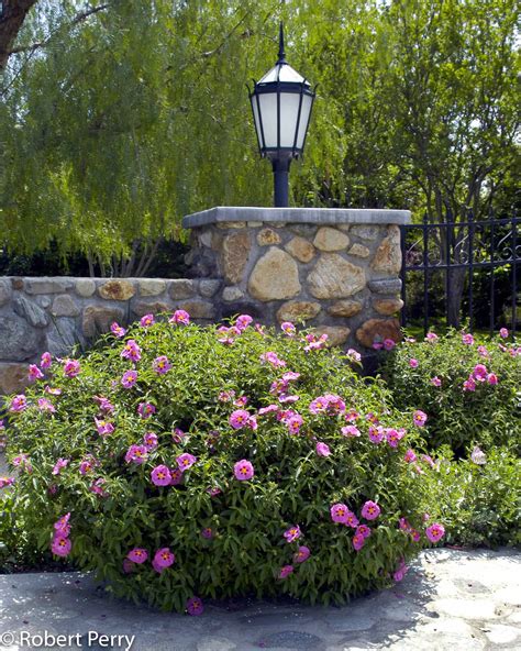 Orchid rockrose - Waterwise Garden Planner