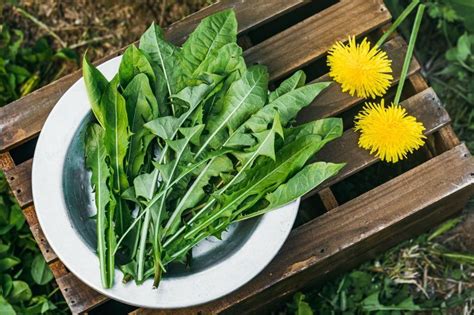 Infusión Diente de León Cómo Preparar Propiedades BABYCOCINA