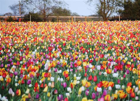 A Trip To Burnside Tulip Farm In Virginia Is A Must This Spring Virginia Vacation Virginia