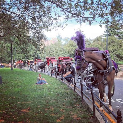 Horse Carriage Rides in Central Park, NYC, Guided Carriage Tours in ...