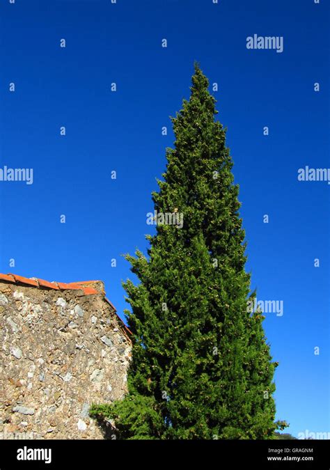 France French Cypress Trees Hi Res Stock Photography And Images Alamy