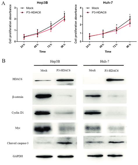 Overexpression Of Hdac Suppresses The Proliferation Of Hcc Cells And