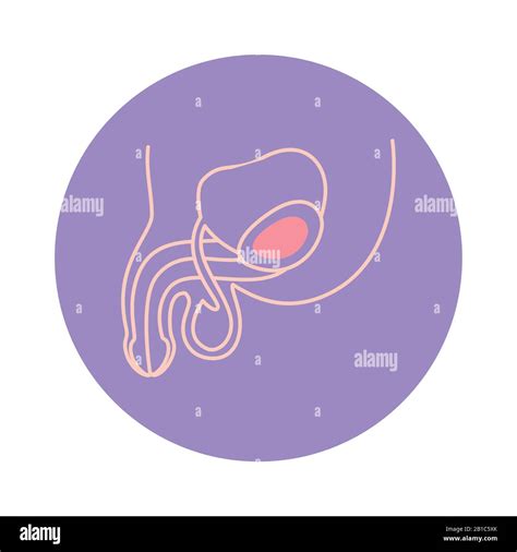 Isolated Male Reproductive System Icon Vector Design Stock Vector Image