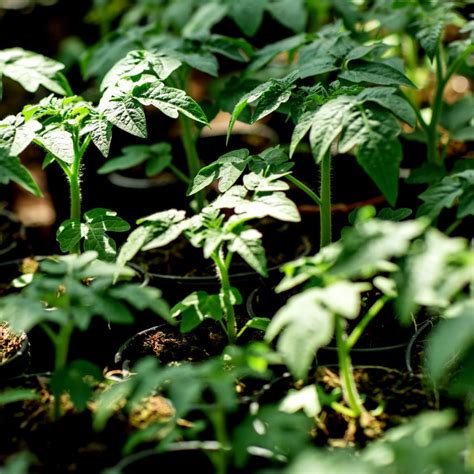 How To Start Tomato Plants Indoors From Seed - With Ease!