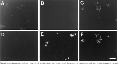 Figure From Developmental Platelet Endothelial Cell Adhesion Molecule