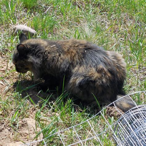 The Maaaaa of Pricilla: Farm Cat Friday - Just Some Farm Cats Enjoying ...