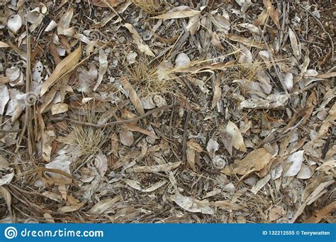 Local Native Australian Leaf Litter With Gum Tree Branches And Leaves