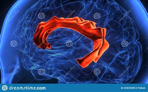 3d Illustration Of Human Brain Cingulate Gyrus Anatomy Stock Image ...