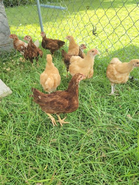 Raising chickens for meat - Dark Family Homestead