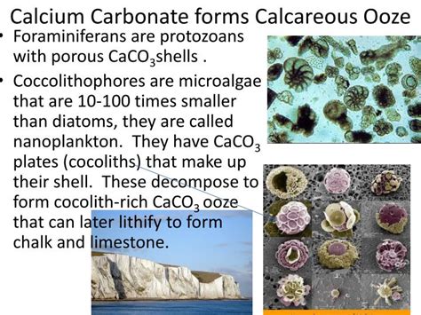 marine sediments powerpoint  id