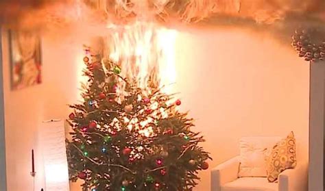 Tragedia Sfiorata In Puglia Albero Di Natale Si Incendia Pap Salva