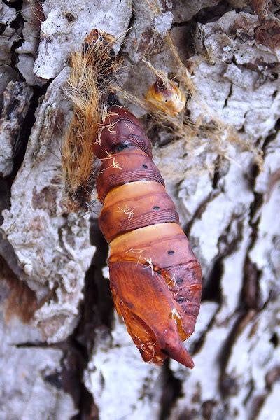 Five Spotted Hawkmoth Naked Pupae Project Noah