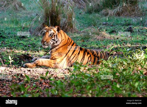 The Royal Bengal Tiger Panthera Tigris Tigris Bandhavgarh National Park Madhya Pradesh